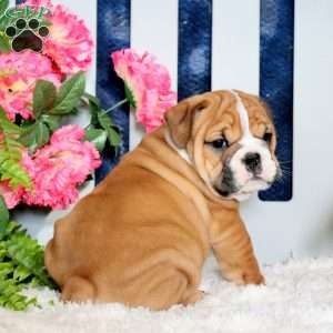 Zeke, English Bulldog Puppy