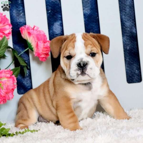 Zeus, English Bulldog Puppy