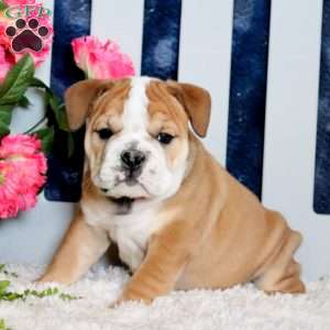 Zeus, English Bulldog Puppy