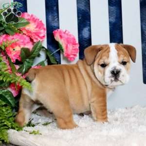 Zeus, English Bulldog Puppy