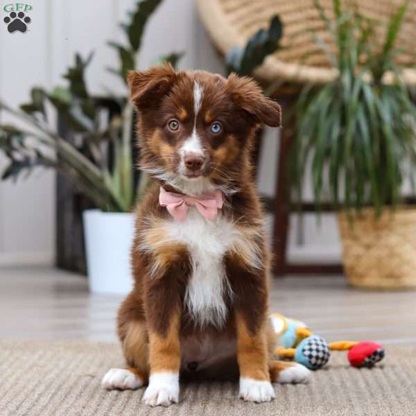 Zinna, Miniature Australian Shepherd Puppy