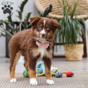 Zinna, Miniature Australian Shepherd Puppy