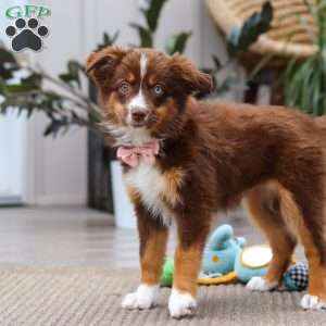 Zinna, Miniature Australian Shepherd Puppy