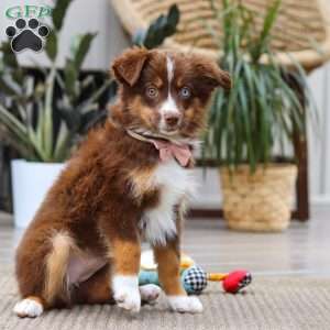 Zinna, Miniature Australian Shepherd Puppy