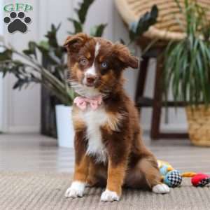 Zinna, Miniature Australian Shepherd Puppy