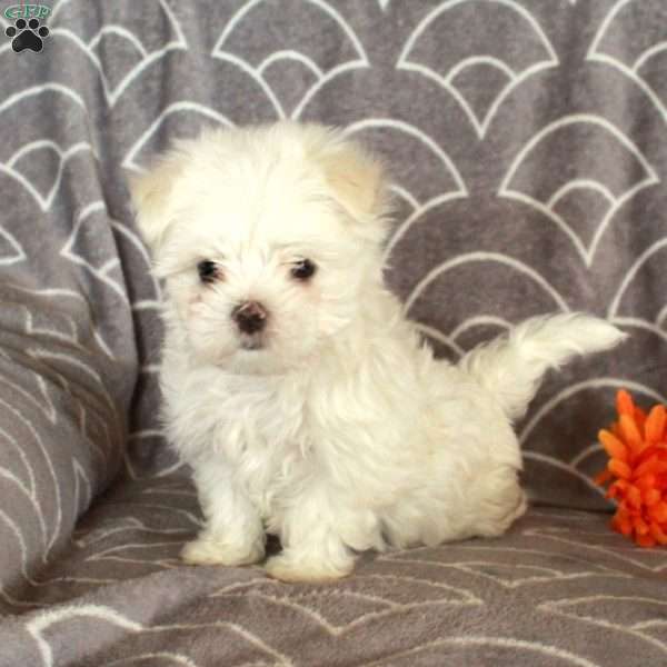 Zion, Maltese Puppy