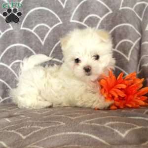 Zion, Maltese Puppy