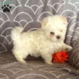 Zion, Maltese Puppy