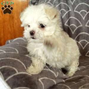 Zion, Maltese Puppy