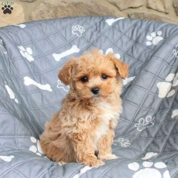 Zoey, Bich-Poo Puppy