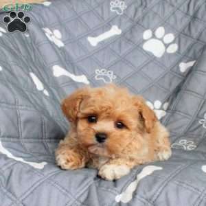 Zoey, Bich-Poo Puppy