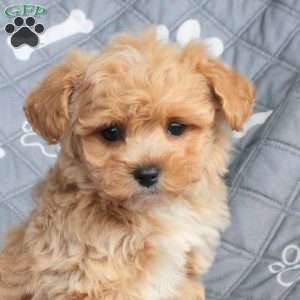 Zoey, Bich-Poo Puppy