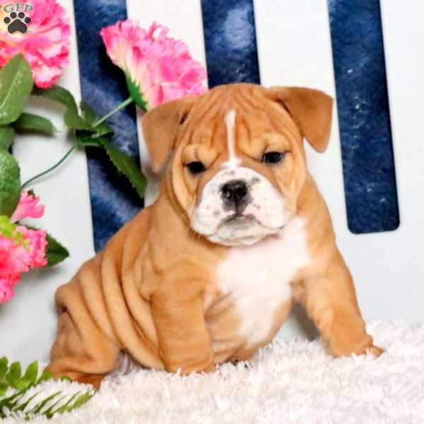 Zoey, English Bulldog Puppy