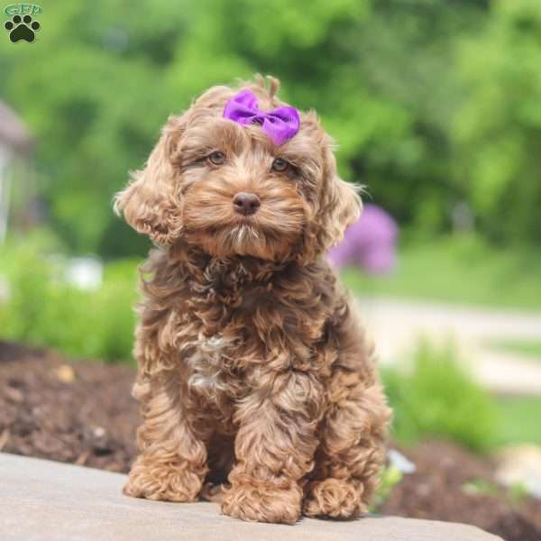 Zoey, Cockapoo Puppy