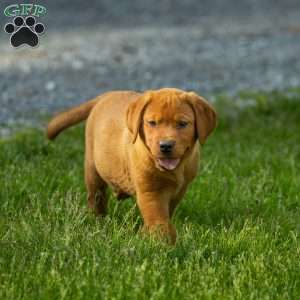 Toffee, Fox Red Labrador Retriever Puppy