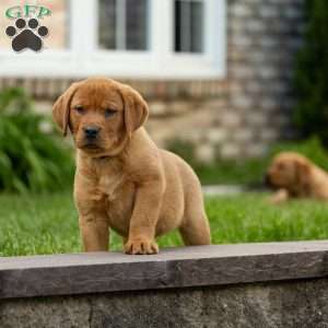 Toffee, Fox Red Labrador Retriever Puppy