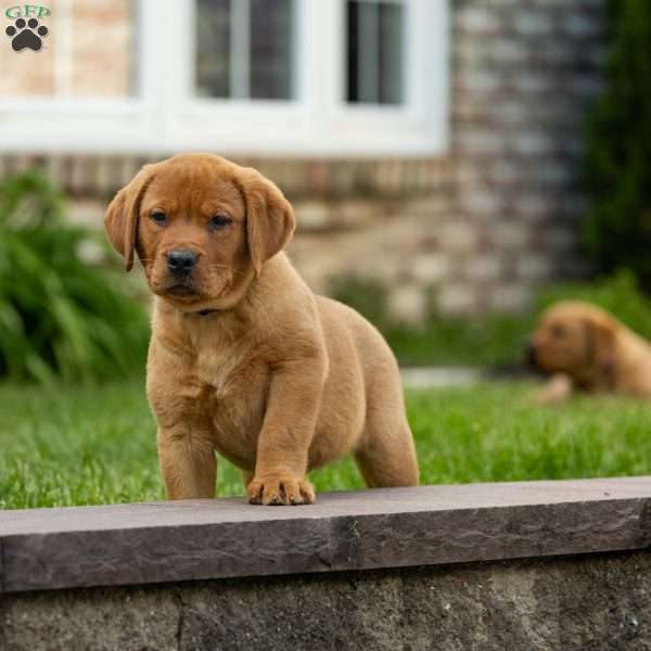 Toffee, Fox Red Labrador Retriever Puppy