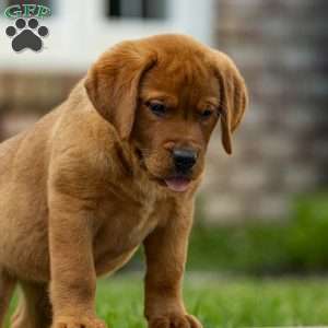 Rosemary, Fox Red Labrador Retriever Puppy