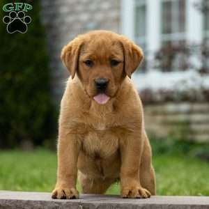Rosemary, Fox Red Labrador Retriever Puppy
