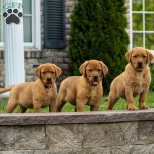 Rosemary, Fox Red Labrador Retriever Puppy