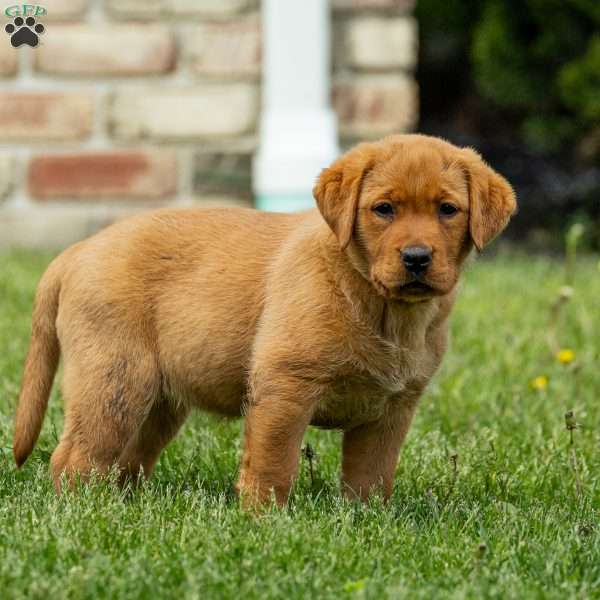 Rosemary, Fox Red Labrador Retriever Puppy