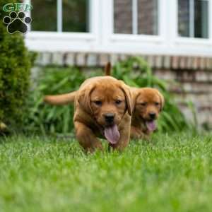 Rosemary, Fox Red Labrador Retriever Puppy