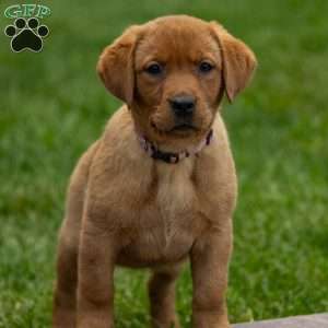 Ruby, Fox Red Labrador Retriever Puppy