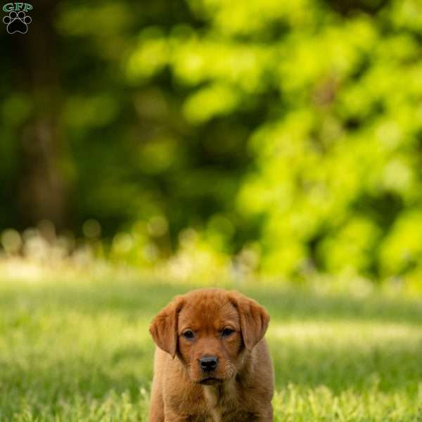 Ruby, Fox Red Labrador Retriever Puppy