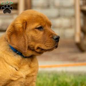 Toffee, Fox Red Labrador Retriever Puppy