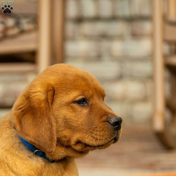Toffee, Fox Red Labrador Retriever Puppy