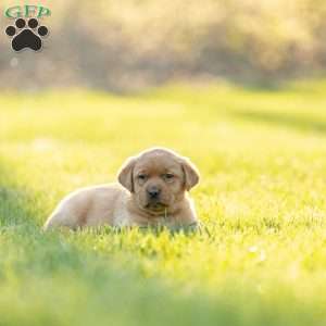 Ruby, Fox Red Labrador Retriever Puppy