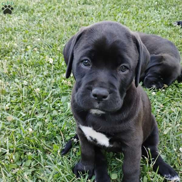 Amelia, Boxador Puppy