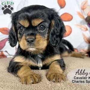 Abby, Cavalier King Charles Spaniel Puppy