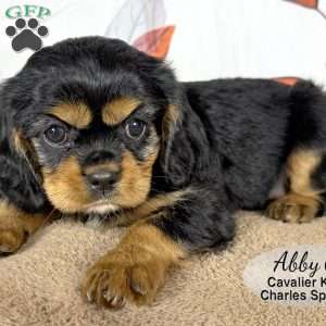 Abby, Cavalier King Charles Spaniel Puppy