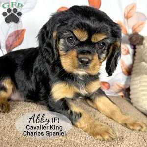 Abby, Cavalier King Charles Spaniel Puppy