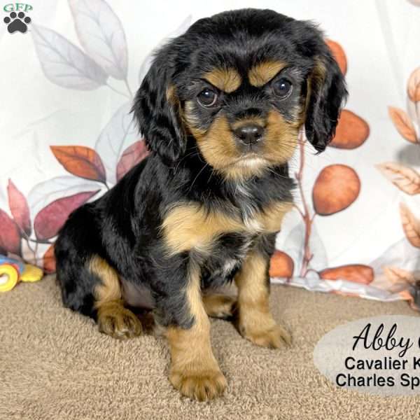 Abby, Cavalier King Charles Spaniel Puppy