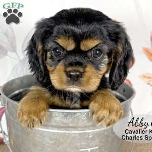 Abby, Cavalier King Charles Spaniel Puppy