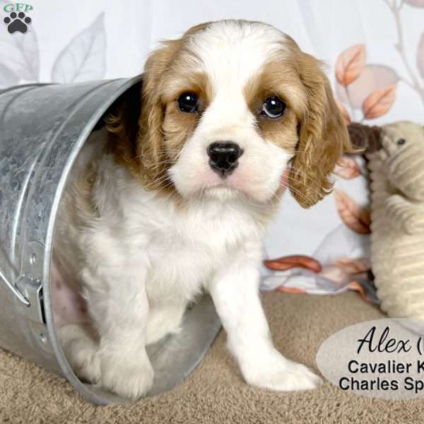 Alex, Cavalier King Charles Spaniel Puppy