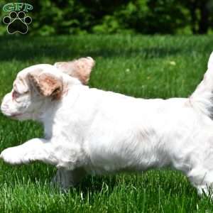 amber, Cocker Spaniel Puppy