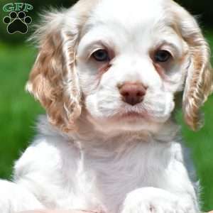 amber, Cocker Spaniel Puppy
