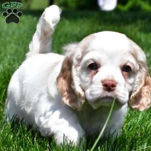 amber, Cocker Spaniel Puppy