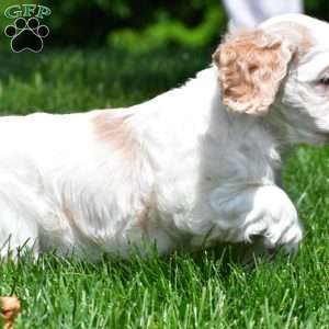 amber, Cocker Spaniel Puppy