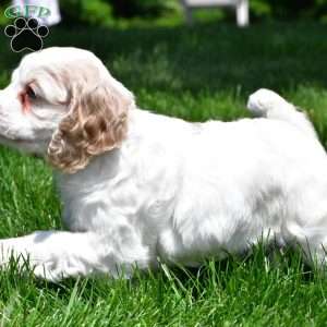 amber, Cocker Spaniel Puppy