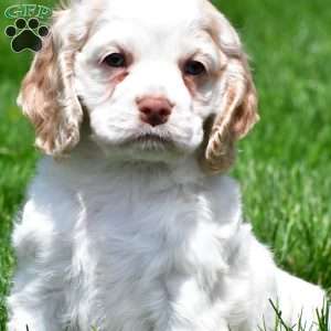 amber, Cocker Spaniel Puppy