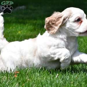 amber, Cocker Spaniel Puppy