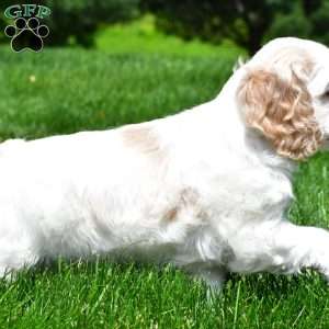 amber, Cocker Spaniel Puppy