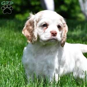 amber, Cocker Spaniel Puppy