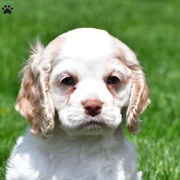 amber, Cocker Spaniel Puppy