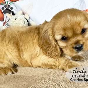 Andy, Cavalier King Charles Spaniel Puppy