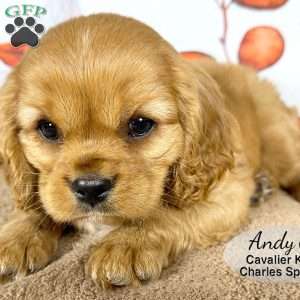 Andy, Cavalier King Charles Spaniel Puppy